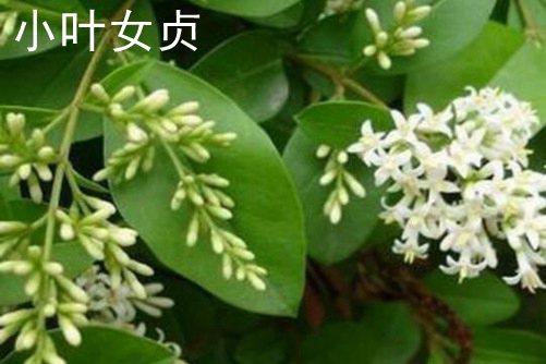 對節白蠟和小葉女貞的區別 對節白蠟比小葉女貞名貴