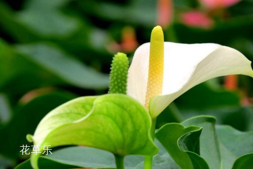 白掌怎么養(yǎng)，能輕松解決葉子發(fā)黃，讓白掌葉子一直綠油油
